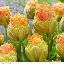 Tulip 'Le Lavandou&reg'