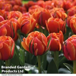 Tulip 'Royal Palace Doubles' Collection -Garden Central Sales Store TULI QUEENSDAY T07512