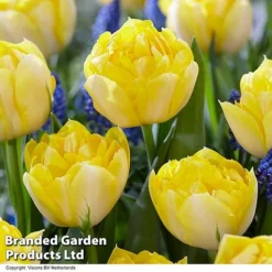 Tulip 'Royal Palace Doubles' Collection -Garden Central Sales Store TULI SWEETPERF H61408