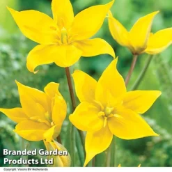 Spring Bulb Beach Collection -Garden Central Sales Store TULI SYLVESTRI H32488