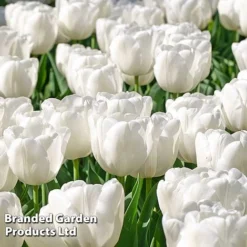 Tulip 'Royal Palace Doubles' Collection -Garden Central Sales Store TULI WHITEPRIN L40110