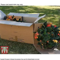 Sherbet Lemon -Garden Central Sales Store TUTT KB3436 DD2