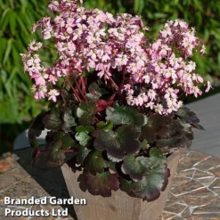 Saxifraga Dancing Pixies Duo -Garden Central Sales Store Tilly