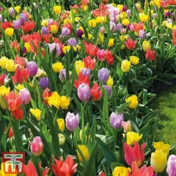 Tulip 'Full Border Mix'