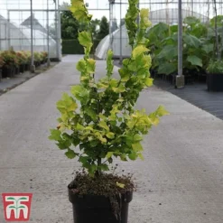 Ulmus X Hollandica 'Wredei' -Garden Central Sales Store ULMU TKA3638 B