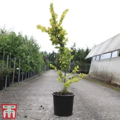 Ulmus X Hollandica 'Wredei' -Garden Central Sales Store ULMU TKA3638 C