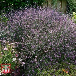 Verbena Officinalis Var. Grandiflora 'Bampton' -Garden Central Sales Store VERB KB3205 B