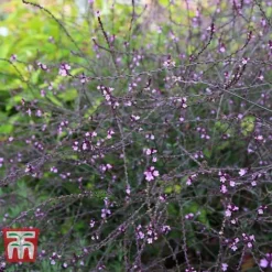 Verbena Officinalis Var. Grandiflora 'Bampton' -Garden Central Sales Store VERB KB3205 C