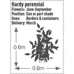 Verbena Bonariensis 'Lollipop' -Garden Central Sales Store VERB T57548 B h