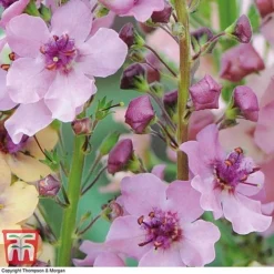 Verbascum X Hybrida 'Southern Charm' -Garden Central Sales Store VERB T74435 C