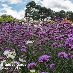 Perennial Eternal Flowering Collection -Garden Central Sales Store VERB BUENOSAIR L243422021