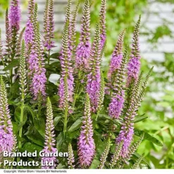 Veronica 'Lavender Lightsaber' -Garden Central Sales Store VERO LAVLIGHTS S35065