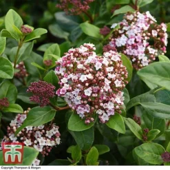 Viburnum Tinus 'Lisarose' -Garden Central Sales Store VIBU 6209 A3