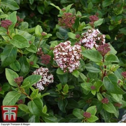 Viburnum Tinus 'Lisarose' -Garden Central Sales Store VIBU 6209 A4