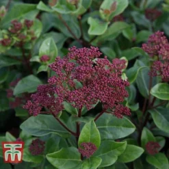 Viburnum Tinus 'Lisarose' -Garden Central Sales Store VIBU T62090 A