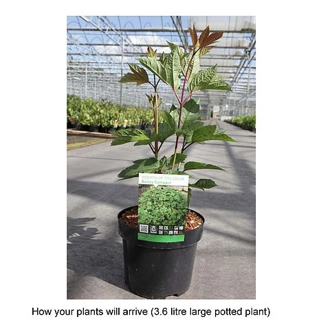 Viburnum Trilobum 'Bailey Compact' 2 Viburnum Trilobum 'Bailey Compact' - Image 2