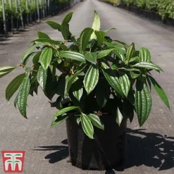 Viburnum Davidii -Garden Central Sales Store VIBU TKA3676 C