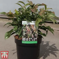 Viburnum X Hillieri 'Winton' -Garden Central Sales Store VIBU TKA3680 C