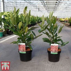 Viburnum Nudum 'Brandywine' -Garden Central Sales Store VIBU TKA3684 A