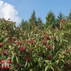 Viburnum Rhytidophyllum -Garden Central Sales Store VIBU TKA3692 C