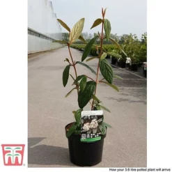 Viburnum Rhytidophyllum -Garden Central Sales Store VIBU TKA3692 E