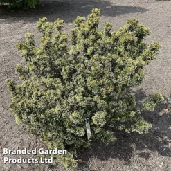 Viburnum 'Fairy Stars' -Garden Central Sales Store VIBU FAIRYSTAR S49451