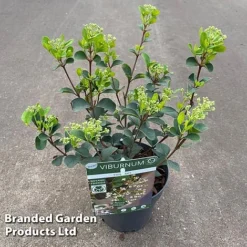 Viburnum 'Fairy Stars' -Garden Central Sales Store VIBU FAIRYSTAR S49452