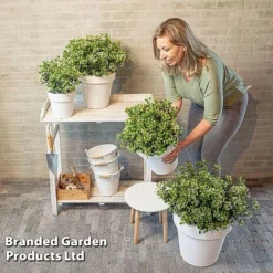 Viburnum 'Fairy Stars' -Garden Central Sales Store VIBU FAIRYSTAR S49456