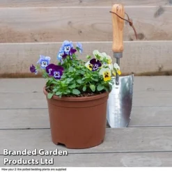 Viola 'Autumn Jewels Mixed' (Garden Ready) -Garden Central Sales Store VIOL T62669 F