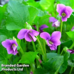 Viola Sororia 'Rubra'
