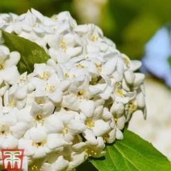 Viburnum X Carlcephalum -Garden Central Sales Store VIRB t79114 C