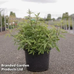 Vitex Agnus-castus 'Galactic Pink'