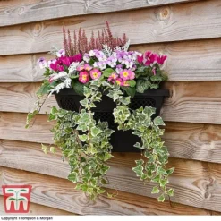 Wall Basket -Garden Central Sales Store WALL KB3083 C