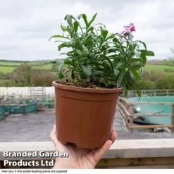 Wallflower 'Sugar Rush' -Garden Central Sales Store WALL T45463a D