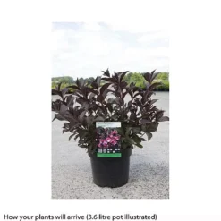 Weigela Florida 'Alexandra' -Garden Central Sales Store WEIG T66525 B h