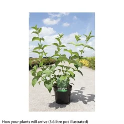 Weigela Middendorffiana -Garden Central Sales Store WEIG T66530 B h