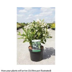 Weigela Florida 'Milk And Honey' -Garden Central Sales Store WEIG T66531 B h