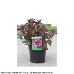 Weigela 'Naomi Campbell' -Garden Central Sales Store WEIG T66533 A h
