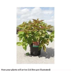 Weigela Florida 'Wings Of Fire' -Garden Central Sales Store WEIG T66535 B h