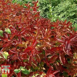 Weigela Florida 'Wings Of Fire' -Garden Central Sales Store WEIG T66535 D