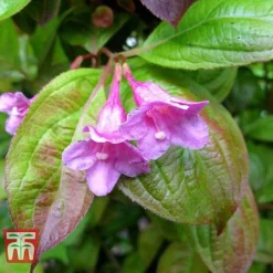 Weigela Florida 'Wings Of Fire'