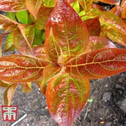 Weigela Florida 'Wings Of Fire' -Garden Central Sales Store WEIG T66535 F