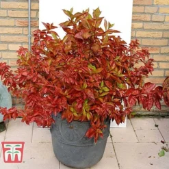 Weigela Florida 'Wings Of Fire' -Garden Central Sales Store WEIG T66535 G