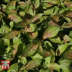 Weigela Florida 'Wings Of Fire' -Garden Central Sales Store WEIG T66535 H