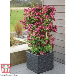 Weigela 'Towers Of Flowers'&reg; Duo -Garden Central Sales Store WEIG WKB5878 D