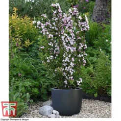 Weigela 'Towers Of Flowers'&reg; Duo -Garden Central Sales Store WEIG WKB5878 Q
