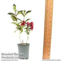 Weigela 'Camouflage' -Garden Central Sales Store WEIG CAMOUF9CM T50087