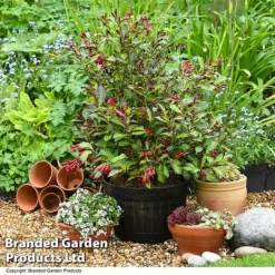 Weigela 'Camouflage' -Garden Central Sales Store WEIG CAMOUFLAG T39702