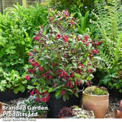 Weigela 'Camouflage' -Garden Central Sales Store WEIG CAMOUFLAG T39771