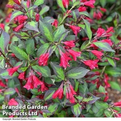 Weigela 'Camouflage' -Garden Central Sales Store WEIG CAMOUFLAG T39902